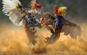 Chiến Lược Chơi Đá Gà WS168 Tại Boss8 Đem Về Lợi Nhuận Khổng Lồ